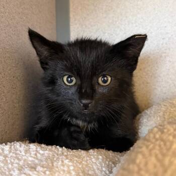 Domestic Short Hair Cats Available for Adoption in Goleta, California - Feng Shui | PetCurious