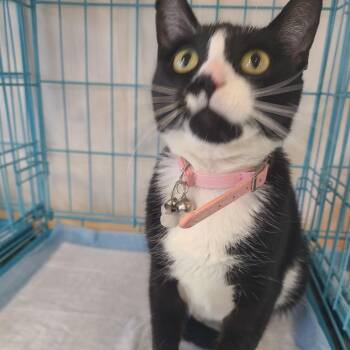 Boo-Boo Kitty -  Domestic Short Hair Cat Available for Adoption - Boo-Boo Kitty | PetCurious