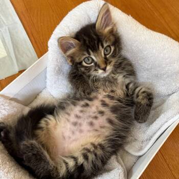 Zip -  Domestic Medium Hair Cat for Adoption in Chesapeake, Virginia - Zip | PetCurious