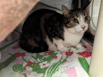 Léo -  Domestic Short Hair Cat for Adoption in Montreal, Quebec - Léo | PetCurious