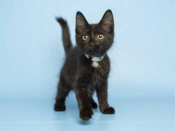 MATTHEW -  Domestic Medium Hair Cat for Adoption in Phoenix, Arizona - MATTHEW | PetCurious