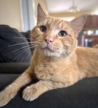 Tabby Cats Available for Adoption in Fort Myers, Florida - Kramer | PetCurious