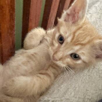 Cheddar Cheese* -  Domestic Short Hair Cat for Adoption in San Gabriel, California - Cheddar Cheese* | PetCurious