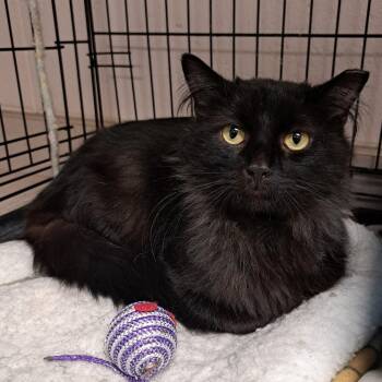 Rescue Domestic Long Hair Cats for Adoption in Chilton, Wisconsin - Faerie | PetCurious