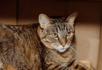 Rescue Domestic Short Hair Cats for Adoption in Le Mars, Iowa - Sally 2 | PetCurious