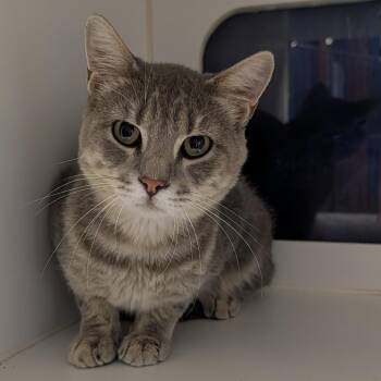 Ferris -  Domestic Short Hair Cat for Adoption in Lenexa, Kansas - Ferris | PetCurious