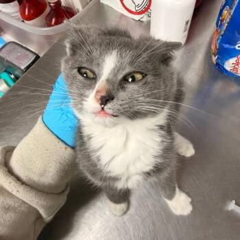 Domestic Short Hair Cats Available for Adoption - Kyoya | PetCurious