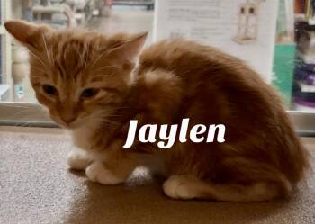 Rescue Domestic Short Hair Cats for Adoption in Owasso, Oklahoma - Jaylen | PetCurious