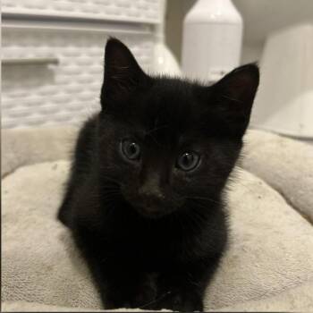 Caviar -  Domestic Short Hair Cat for Adoption in Philadelphia, Pennsylvania - Caviar | PetCurious