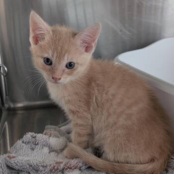 Domestic Short Hair Cats Available for Adoption in Jefferson City, Tennessee - Manderin | PetCurious