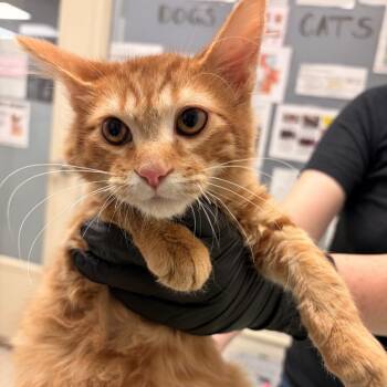 Max -  Domestic Medium Hair Cat for Adoption in Murray, Utah - Max | PetCurious