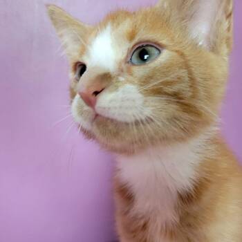 Jolen -  Domestic Short Hair Cat for Adoption in Candler, North Carolina - Jolen | PetCurious