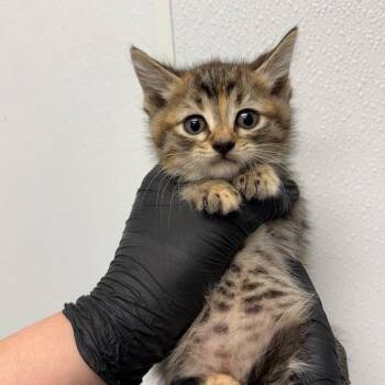Jiggle -  Domestic Short Hair Cat Available for Adoption in Abilene, Texas - Jiggle | PetCurious
