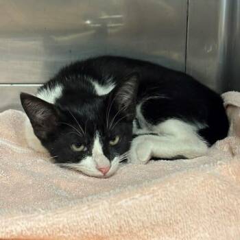 Dominque -  Domestic Short Hair Cat for Adoption in Long Beach, California - Dominque | PetCurious