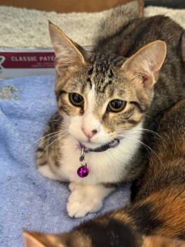Rescue Domestic Short Hair Cats for Adoption in Mokena, Illinois - Saydie | PetCurious