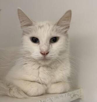 Key (mcas) -  Domestic Short Hair Cat for Adoption in Troutdale, Oregon - Key (mcas) | PetCurious