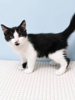 Pinto -  Domestic Medium Hair Cat for Adoption in Homer Glen, Illinois - Pinto | PetCurious