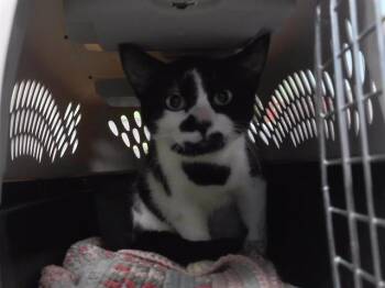 MARBLES -  Domestic Short Hair Cat Available for Adoption in Omaha, Nebraska - MARBLES | PetCurious