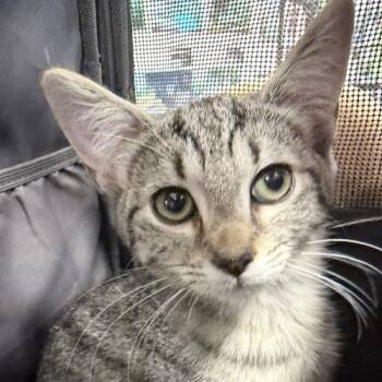 Relish -  Tabby and Domestic Short Hair Cat for Adoption in Knoxville, Tennessee - Relish | PetCurious