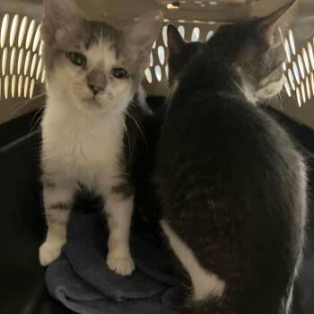 Louise -  Domestic Short Hair Cat for Adoption in Dekalb, Illinois - Louise | PetCurious