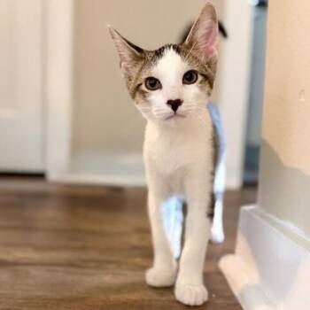 Cole Cozy Curl Up -  Tabby and Domestic Short Hair Cat for Adoption in Friendswood, Texas - Cole Cozy Curl Up | PetCurious