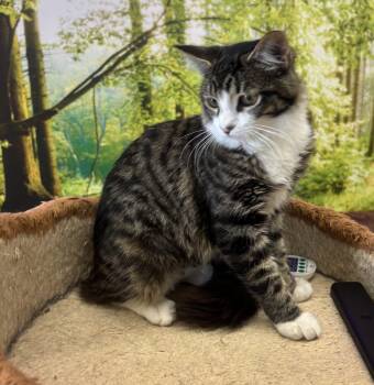Rescue Domestic Medium Hair Cats for Adoption in Whittier, California - June Bug | PetCurious