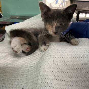 IVHS-Stray-139243 -  Domestic Short Hair Cat for Adoption in San Gabriel, California - IVHS-Stray-139243 | PetCurious
