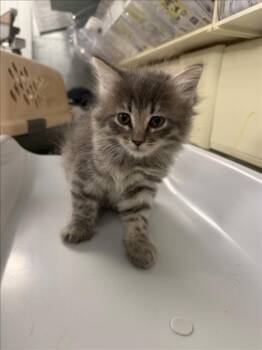 *MOUSE -  Domestic Short Hair Cat for Adoption in Woodland, California - *MOUSE | PetCurious