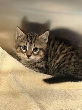 Rescue Domestic Short Hair Cats for Adoption in Saint Charles, Missouri - Jojo | PetCurious