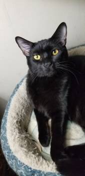 Rescue Domestic Short Hair Cats for Adoption in Douglasville, Georgia - Buttons | PetCurious