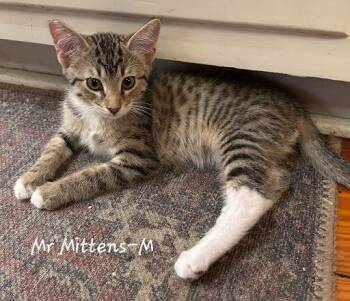 Mr Mittens -  Domestic Short Hair Cat for Adoption in Lunenburg, Massachusetts - Mr Mittens | PetCurious