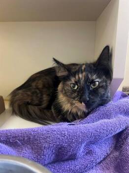 FLOR -  Domestic Short Hair Cat for Adoption in Thousand Palms, California - FLOR | PetCurious