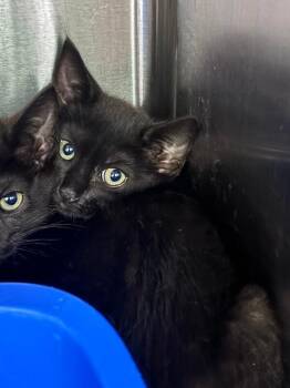 shadow -  Domestic Short Hair Cat for Adoption in Burgaw, North Carolina - Shadow | PetCurious