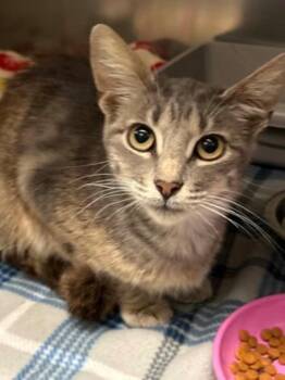 -Mulan -  Tabby and Domestic Short Hair Cat for Adoption in Red Bluff, California - -Mulan | PetCurious