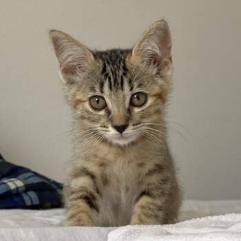 Hazelnut -  Torbie and Domestic Short Hair Cat for Adoption in Houston, Texas - Hazelnut | PetCurious