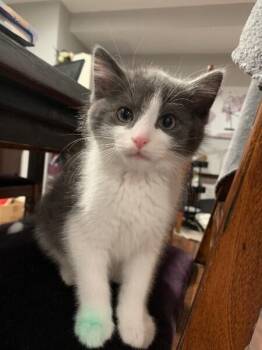 Clarence -  Domestic Short Hair Cat for Adoption in Dayton, Minnesota - Clarence | PetCurious