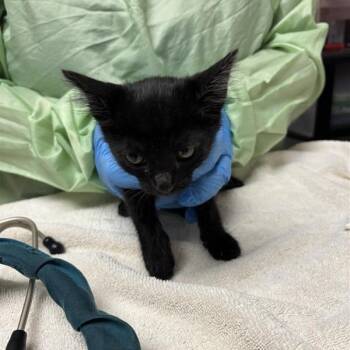 Cinnamon Toast Crunch -  Domestic Long Hair Cat for Adoption in Tempe, Arizona - Cinnamon Toast Crunch | PetCurious