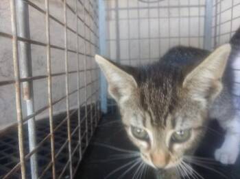 Domestic Short Hair Cats Available for Adoption in Fort Lauderdale, Florida - JUNIPER | PetCurious