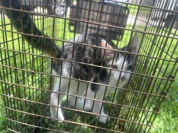 A657228 -  Domestic Short Hair Cat for Adoption in Houston, Texas - A657228 | PetCurious