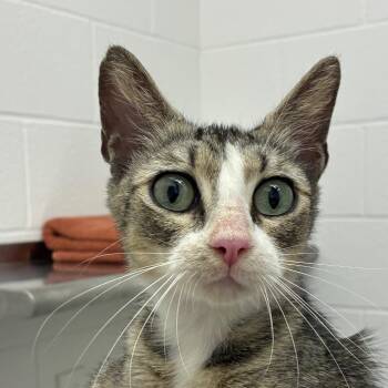 Tillie -  Domestic Short Hair Cat for Adoption in Corpus Christi, Texas - Tillie | PetCurious