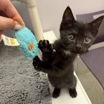 Stitch -  Domestic Short Hair Cat for Adoption in Cooperstown, New York - Stitch | PetCurious