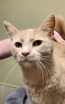 Rescue Domestic Short Hair Cats for Adoption in Leavenworth, Kansas - 25-0414 "Lily" | PetCurious