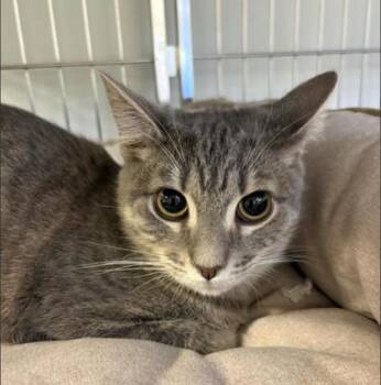 Rescue Domestic Short Hair Cats for Adoption in Cumming, Georgia - Glue 1316-25 | PetCurious