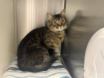 POLLY -  Domestic Short Hair Cat for Adoption in Colorado Springs, Colorado - POLLY | PetCurious