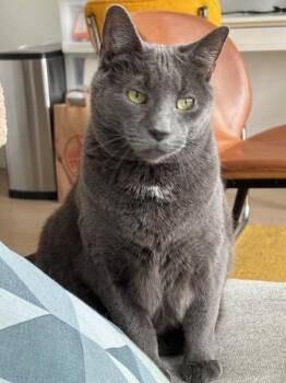 Roy -  Domestic Short Hair Cat for Adoption - Roy | PetCurious