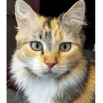 Callie -  Domestic Medium Hair Cat for Adoption in Stamford, Connecticut - Callie | PetCurious