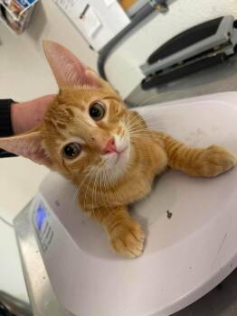 Zilly -  Domestic Short Hair Cat for Adoption in Bolivar, Missouri - Zilly | PetCurious