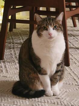 Domestic Short Hair Cats Available for Adoption - Kiko | PetCurious