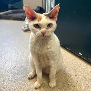 Phoebe -  Devon Rex and Domestic Short Hair Cat for Adoption in West Olive, Michigan - Phoebe | PetCurious