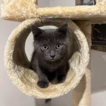 Domestic Short Hair Cats Available for Adoption - Marty McFly | PetCurious